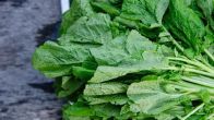 Mustard plant benefits and side effects,5 uses of mustard plant,mustard leaves side effects,mustard greens benefits and side effects,17 benefits of mustard seed,how to eat mustard greens,mustard greens uses,mustard greens benefits for weight loss