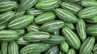 pointed gourd in hindi,Pointed gourd in english,pointed gourd scientific name,pointed gourd pronunciation pointed gourd family,pointed gourd nutrition,pointed gourd in bengali