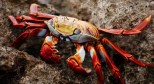 snow crabs, ocean, Alaska, research, NOAA