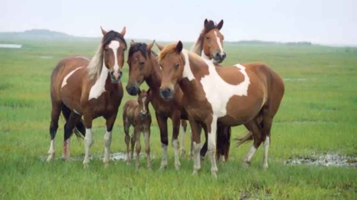 wild horses