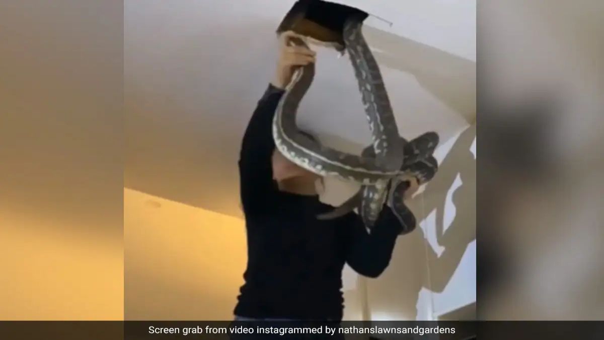 Australian woman, huge snakes, viral video