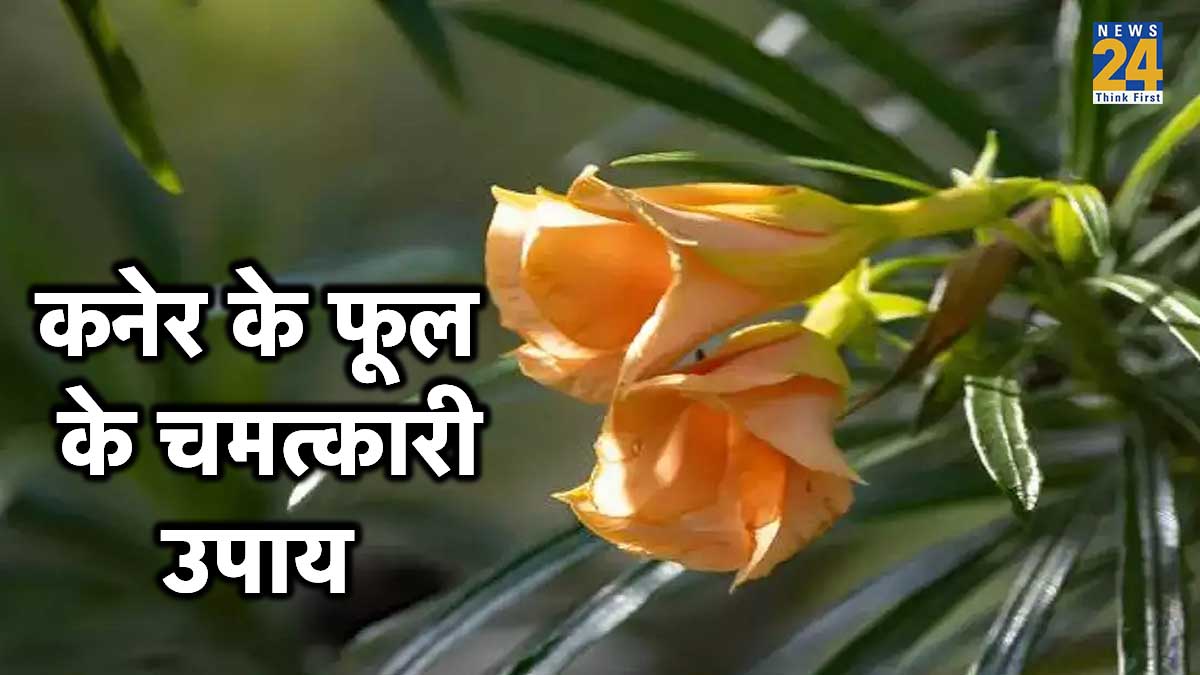 Kaner Plant Vastu in Hindi