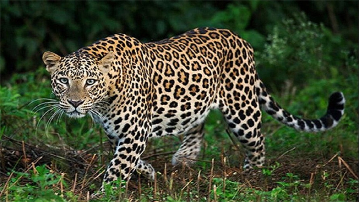 Leopard Attack in Uttarakhand Village