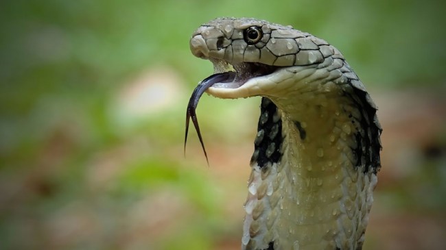 Cobra Snake