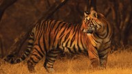 टाइगर के लिए एक वयस्क हिरण का शिकार एक सप्ताह का भोजन दे सकता है। फाइल फोटो