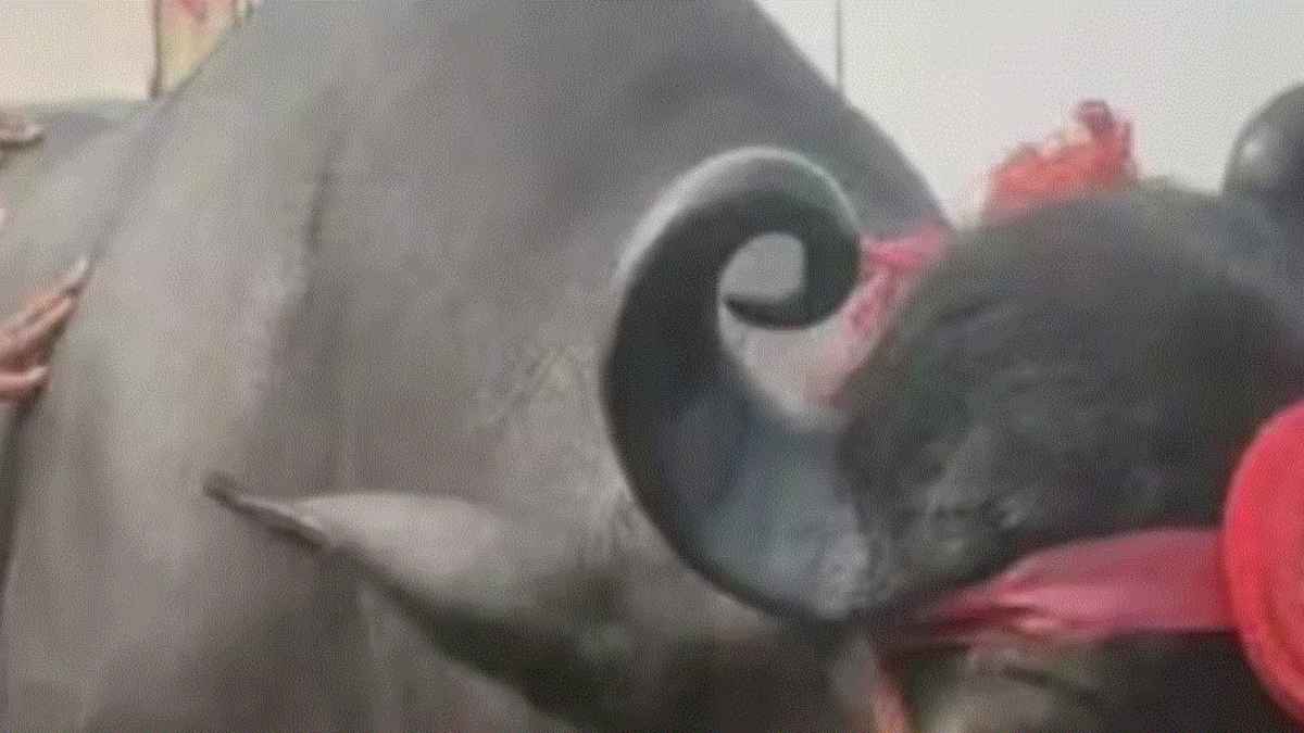 Pushkar Mela 2023: फरारी से तीन गुना महंगा भैंसा! रोज खाता है 5 किलो फल, काजू-बादाम और घी