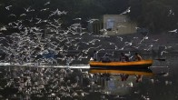 विदेशी पक्षियों को भा रही है दिल्ली, हजारों मील का सफर तय कर पहुंचे कई प्रजाति के परिंदे