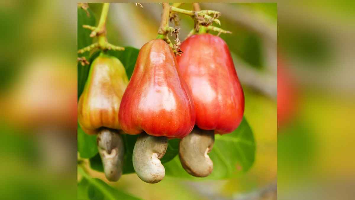 घर के गमले में उगाएं काजू; मौका है फ्री में खाने का और अच्छा कमाने का