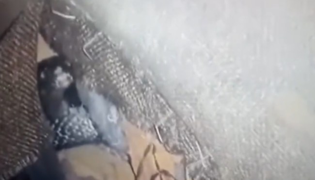 Cobra Snake Came out From Sofa In Kota House