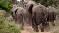 कोरबा में हाथियों का आतंक, डर से नेता नहीं कर रहे चुनाव प्रचार, शाम होते ही लोगों का बाहर निकलना हो जाता है बंद