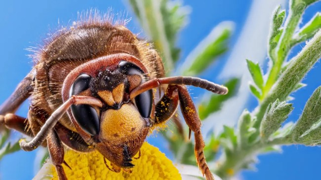 Hornet insects problem in Rome