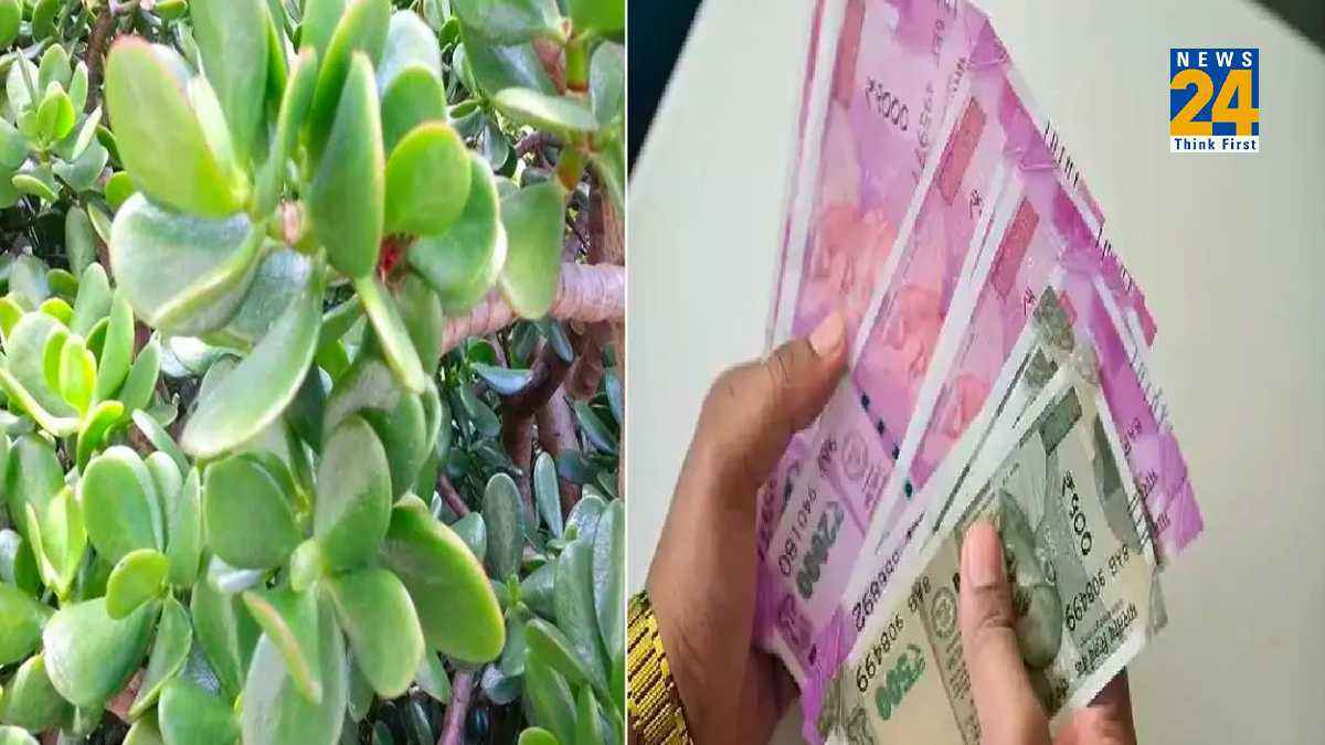 Jade Plant Crassula: घर की एक खास दिशा में लगाएं जेड प्लांट, धन-दौलत में होगी दिन-रात वृद्धि