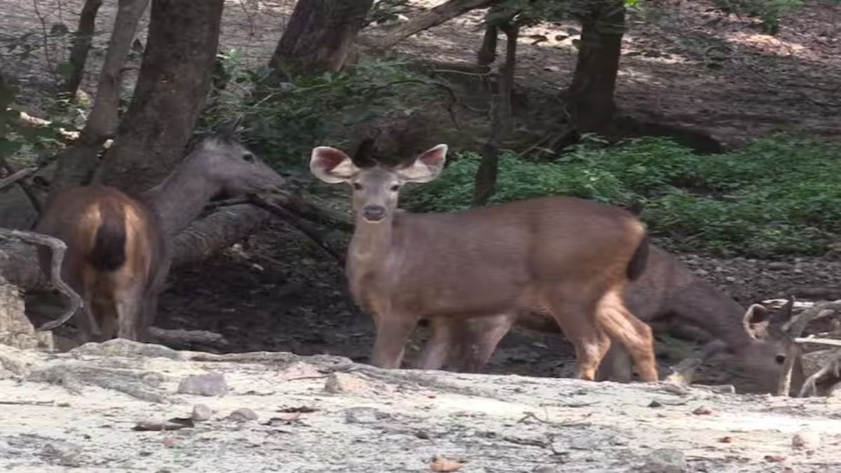 Jim Corbett National Park