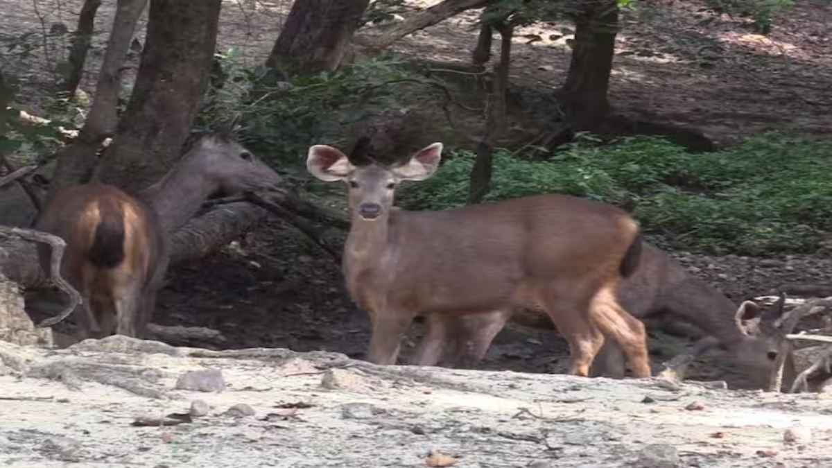 खुल गया कॉर्बेट पार्क का विश्व प्रसिद्ध ढिकाला जोन, पहले ही दिन पर्यटकों की लगी भीड़