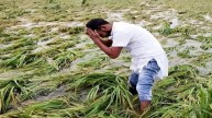 महाराष्ट्र के किसानों को बारिश ने किया बर्बाद, कई जिलों में फसल तबाह, लाखों रुपए का नुकसान