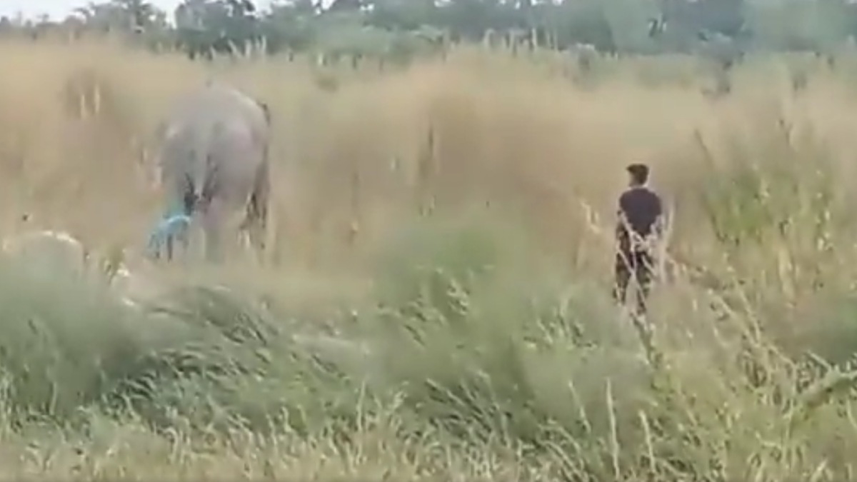 Odisha Man Provokes Elephant by Pulling Tail in Angul, Arrested After Video Viral