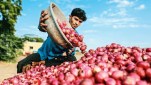 Central Government, onion price decreased