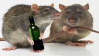Chhindwara Police Arrested Rat, Alcohol, Rat, Chhindwara Police, Rat Drinking Alcohol, Chhindwara News, Madhya Pradesh News, Hindi News, Police