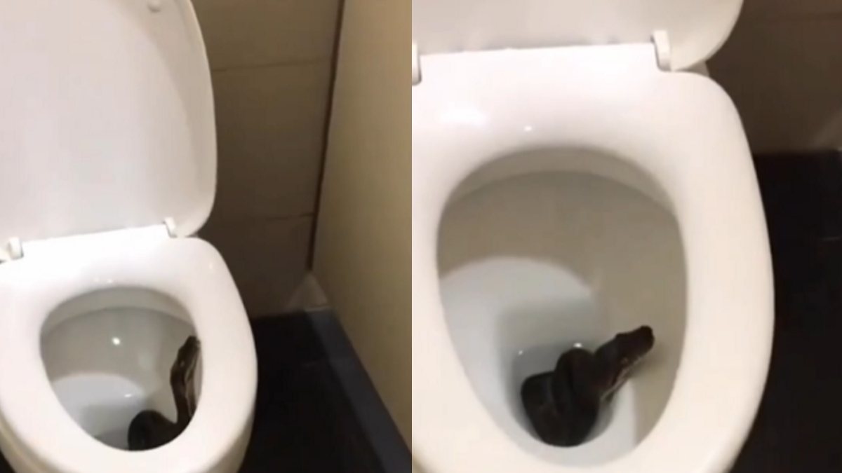Watch Video: टॉयलेट के अंदर कुंडली मारे बैठा मिला काला सांप, वीडियो देख खड़े हो जाएंगे रोंगटे