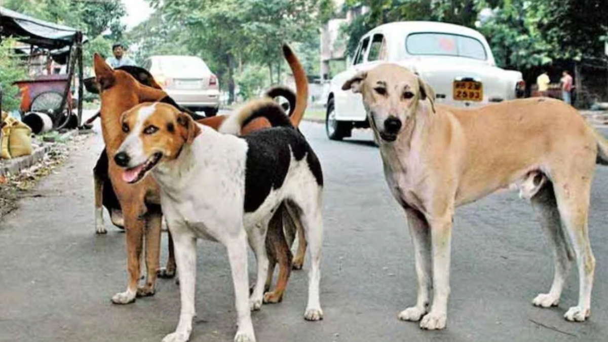 भूटान ने की 1.5 लाख आवारा कुत्तों की नसबंदी, ऐसा करने वाला दुनिया में बना पहला देश