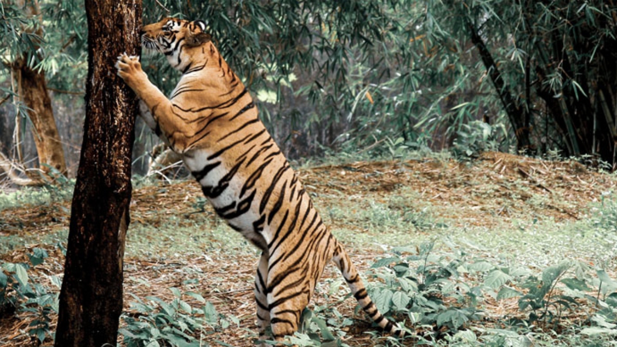 कोई मदद करने नहीं आया, मदद के लिए चीखता-चिल्लाता रहा, बाघ से जान बचाने के लिए पेड़ पर काटी पूरी रात