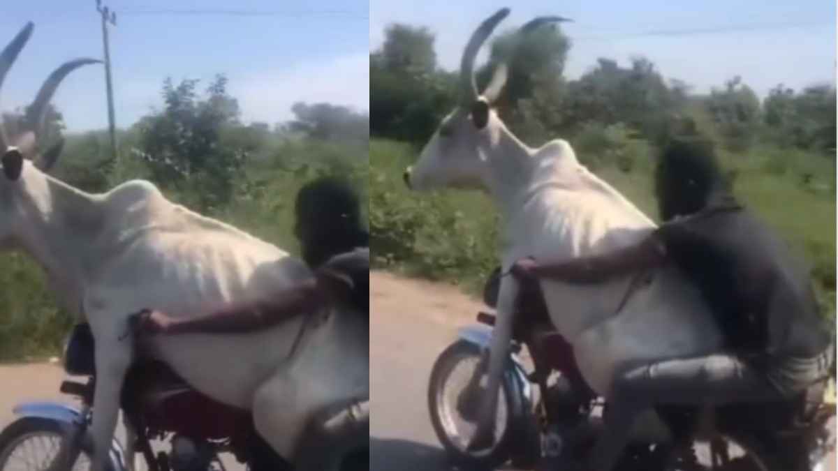 Dangerous Driving: ट्रैफिक नियमों की उड़ी धज्जियां, गाय को बच्चे की तरह आगे बैठाकर शख्स ने दौड़ाई बाइक