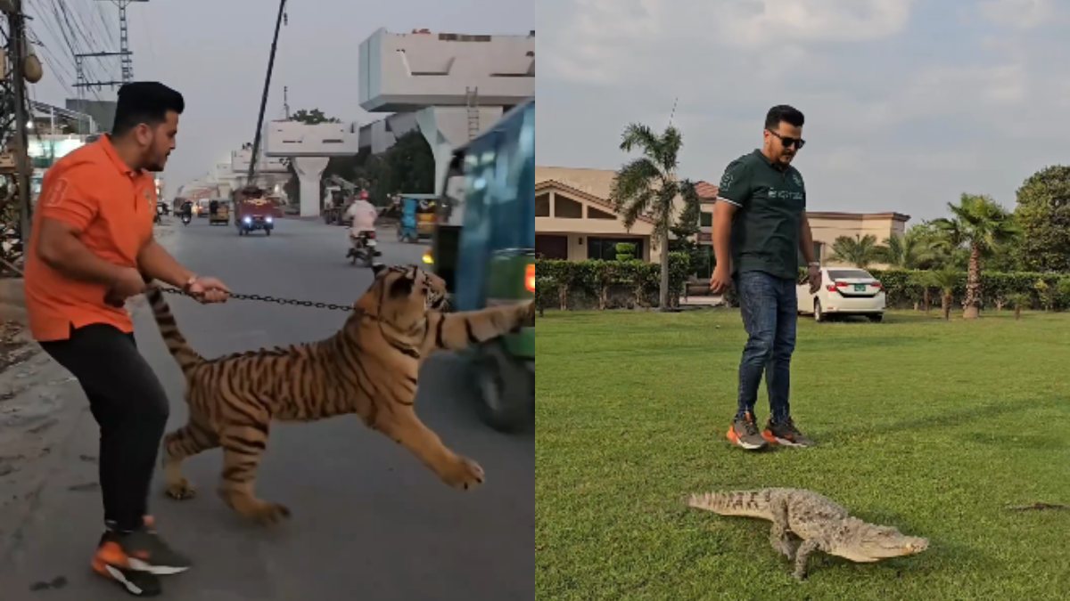 Viral: Another video of man who walked with chained tiger on the road now walking with crocodile