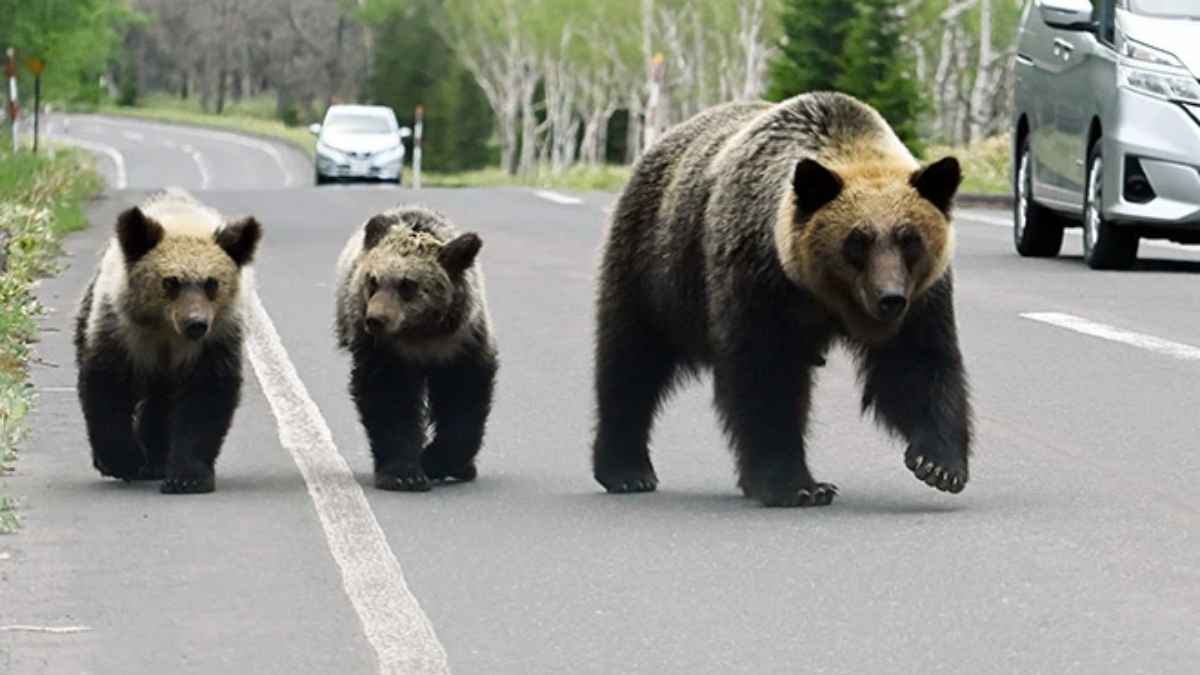 bear
