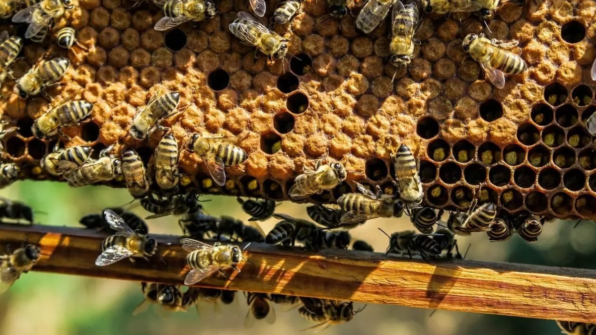 अब जवान ही नहीं मधुमक्खियां भी करेंगी बॉर्डर पर सुरक्षा, बीएसएफ ने लॉन्च किया मिशन हनी