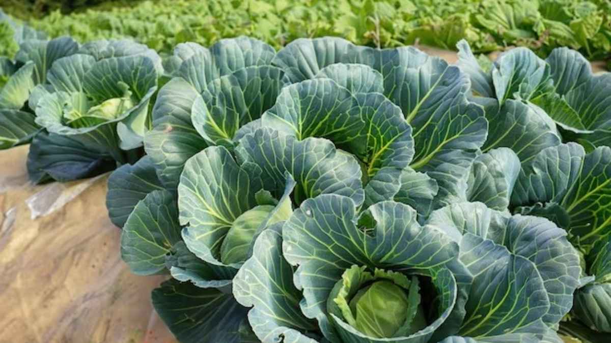 पत्तागोभी खाएं या नहीं? सब्‍जी में मिलने वाला कीड़ा है कितना खतरनाक, जानें विशेषज्ञों से
