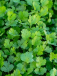 Coriander leaves