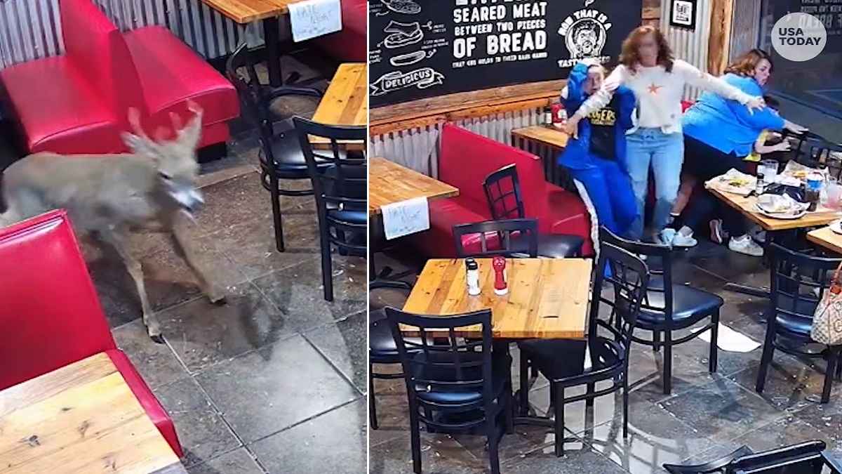 Deer Entered In Restaurant
