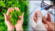 which leaf is good for diabetes benefits of eating basil leaves daily holy basil insulin resistance holy basil blood sugar is tulsi good for diabetic patients holy basil side effects dangers does basil lower blood pressure basal diabetes