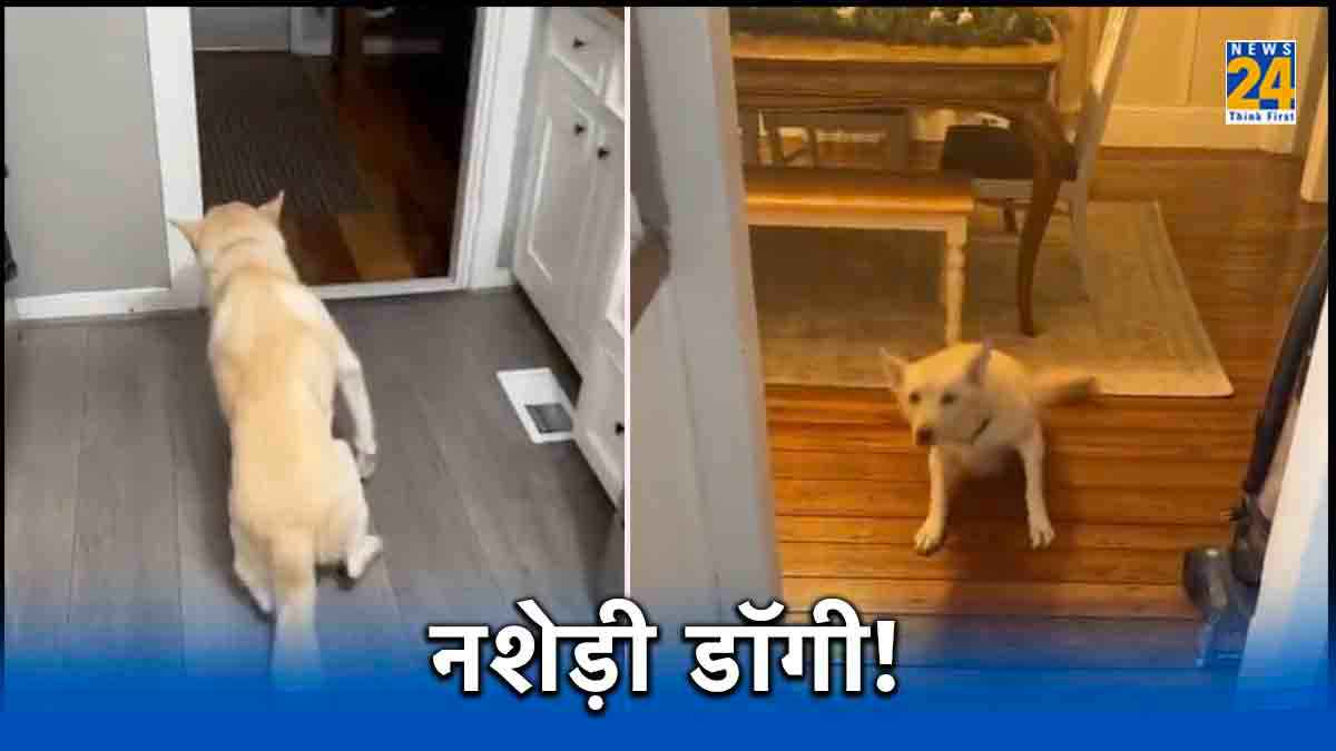 Viral Video: क्या देखा है आपने लड़खड़ाता नशेड़ी कुत्ता? वीडियो देख नहीं रोक पाएंगे हंसी
