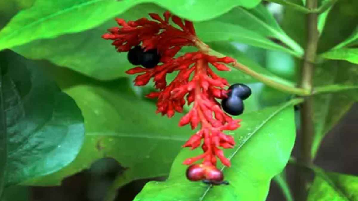 पीरियड्स से परेशान हैं? यह फल-फूल वाला पौधा 'रामबाण' इलाज, इसकी खुशबू सूंघते ही भाग जाते सांप