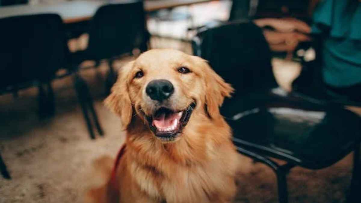 Pet Lovers के लिए काम की खबर, जर्मन शेफर्ड से लेकर लैब्राडोर ब्रीड बस एक क्लिक दूर