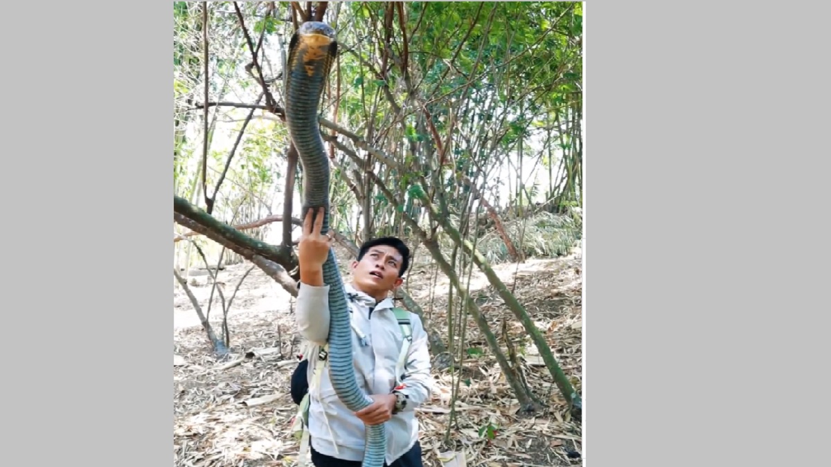 Man With King Cobra