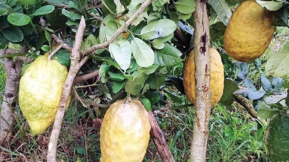 गजब! एक नींबू का वजन पांच किलो, विदेश में नहीं बल्कि भारत में ही हुआ ये कमाल