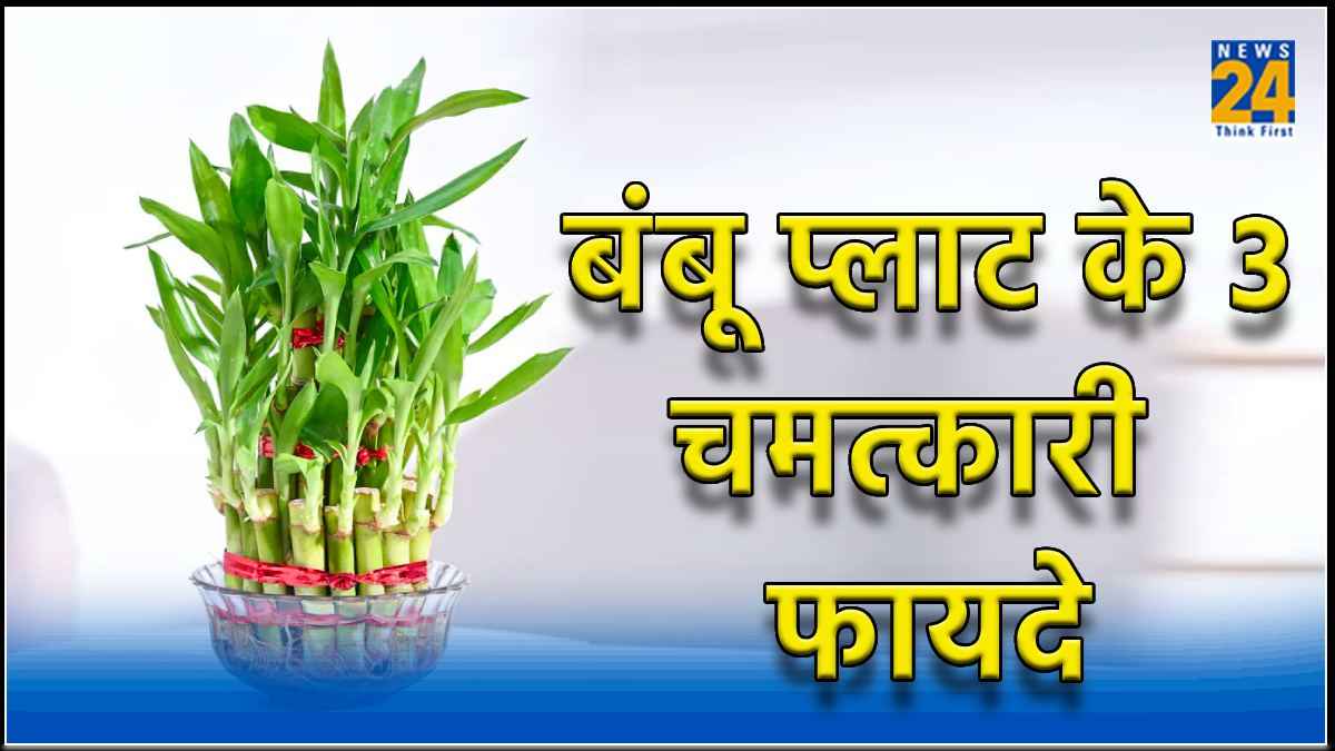 Bamboo Plant: नए वर्ष पर घर में लगाएं बांस का पौधा, पूरे साल रहेंगे खुशहाल