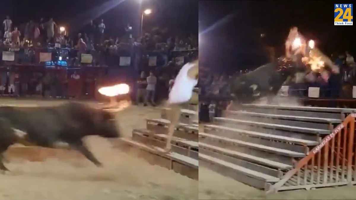Bull Fight