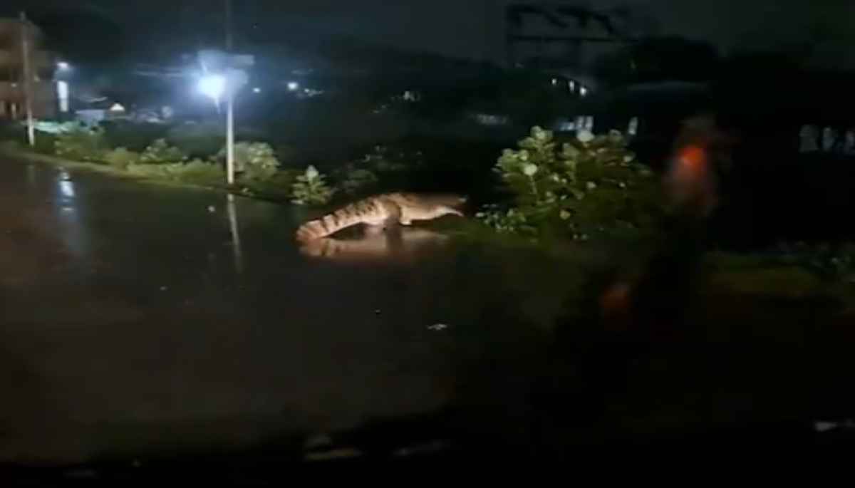 Cyclone Michaung: भारी बारिश के बाद चैन्नई में सड़क पर घूमता दिखा मगरमच्छ, Video वायरल