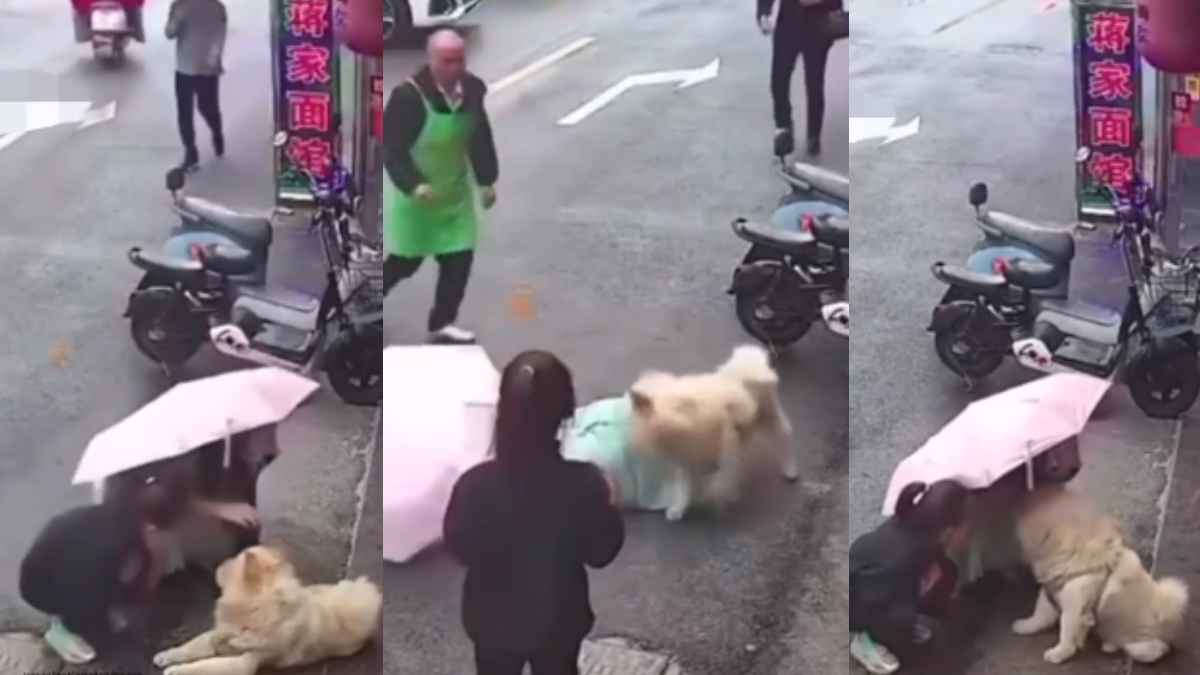 Dog Attack Video Viral Dog Attack Video Viral