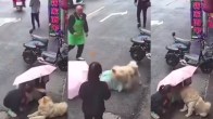 Dog Attack Video Viral