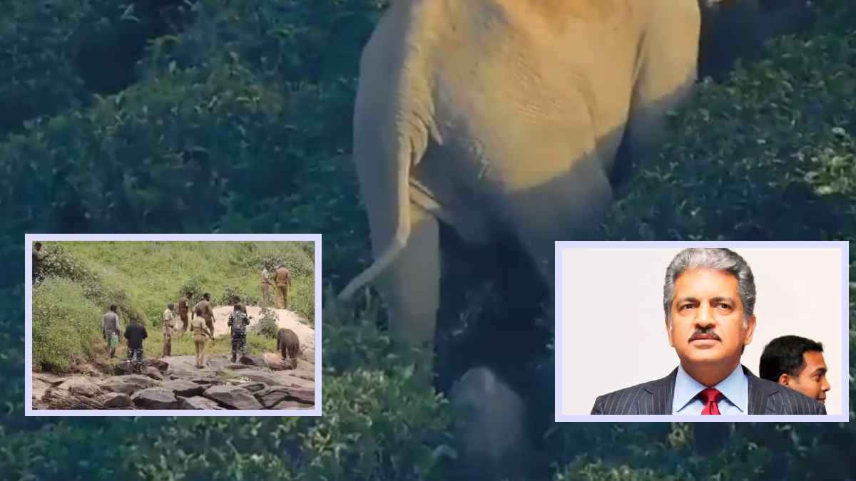 मां से बिछड़कर परेशान था हाथी का बच्चा; वनकर्मियों ने जो किया, जीत लिया लोगों का दिल