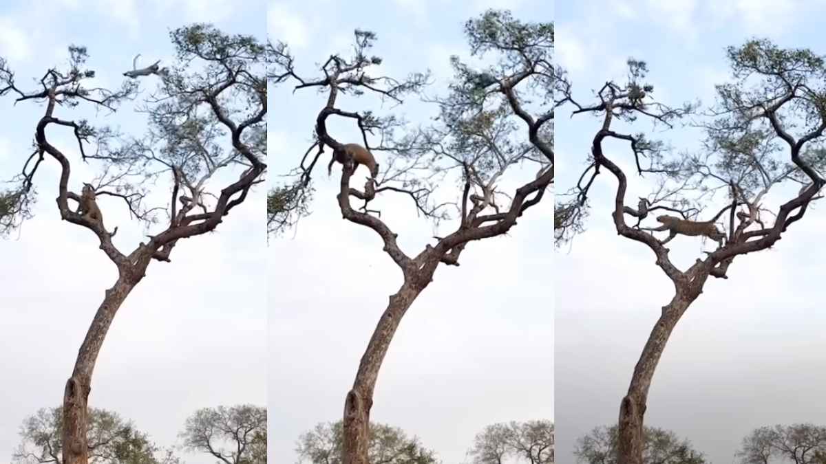 कभी देखी है बंदर-तेंदुए के बीच पकड़म-पकड़ाई! इतना दौड़ाया कि हो गया पस्‍त, VIDEO