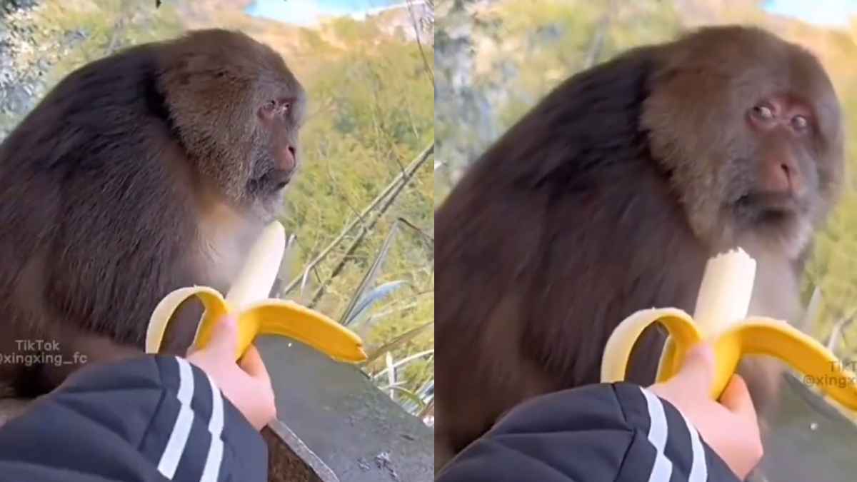 Monkey Funny Video Viral : केला दिखाकर खुद खा गया शख्स, बंदर का रिएक्शन हो गया वायरल