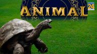 Animal, World’s Oldest Living Land Animal, Jonathan The Tortoise, World’s Oldest Living Land Animal Jonathan Celebrates 191st Birth Anniversary