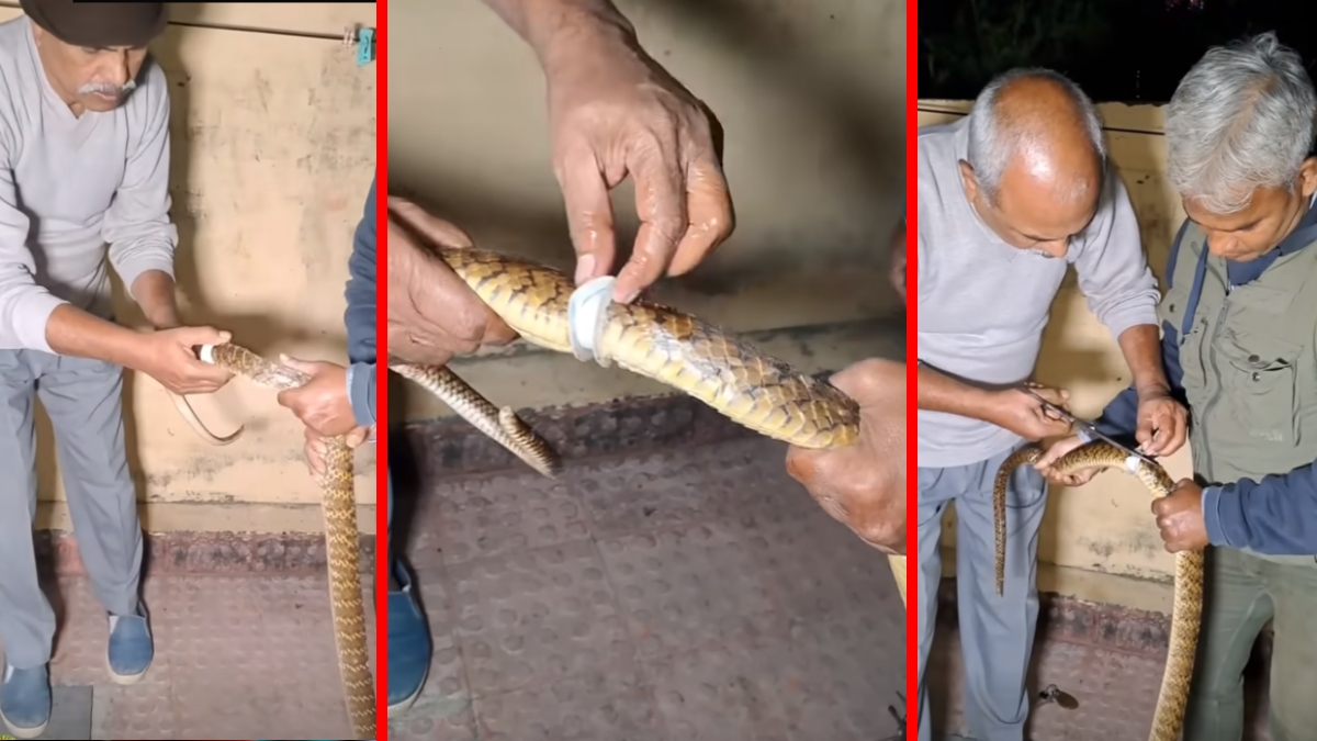 Snake Rescue Viral video