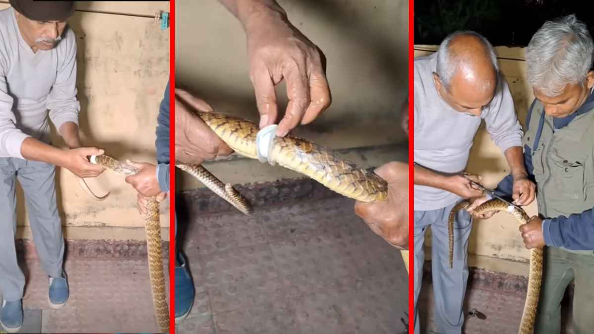 Viral Video :  सांप के शरीर में फंस गया प्लास्टिक का टुकड़ा, देखिए कैसे निकाला गया