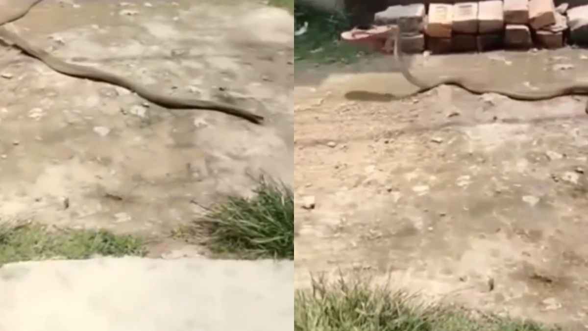 Viral Video: घर में घुस रहा था सांप तो महिला ने चप्पल से मारा, आगे का वीडियो देख नहीं रोक पाएंगे हंसी